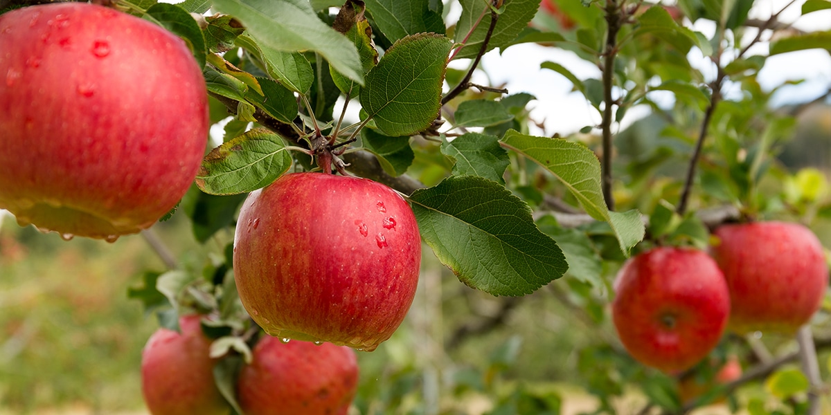 Apple Trees in Winter How to Protect Your Apple Trees