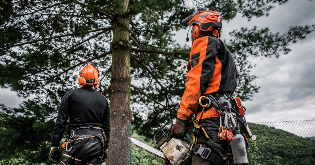 Certified Arborist Service in Orlando & Central Florida McCullough