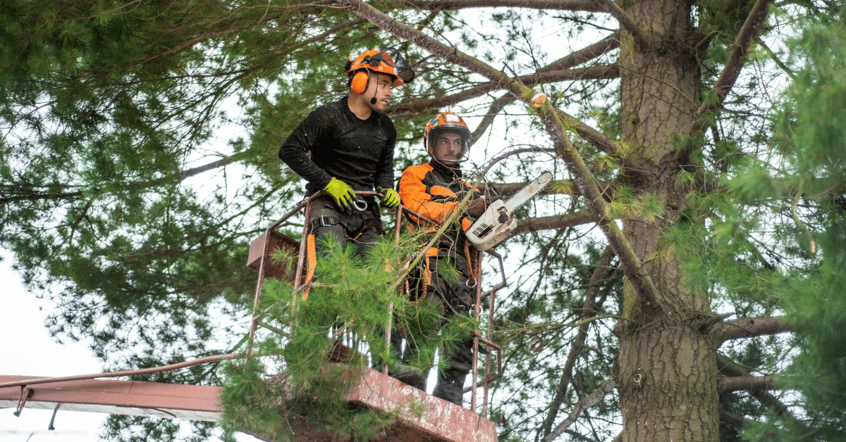 Certified Arborist Service in Orlando & Central Florida McCullough Tree Service