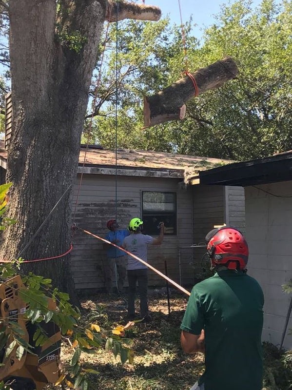 Tree Removal Orlando Storm Damage Tree Removal Service