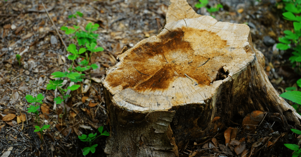Affordable Stump Grinding & Tree Stump Removal McCullough Tree Service