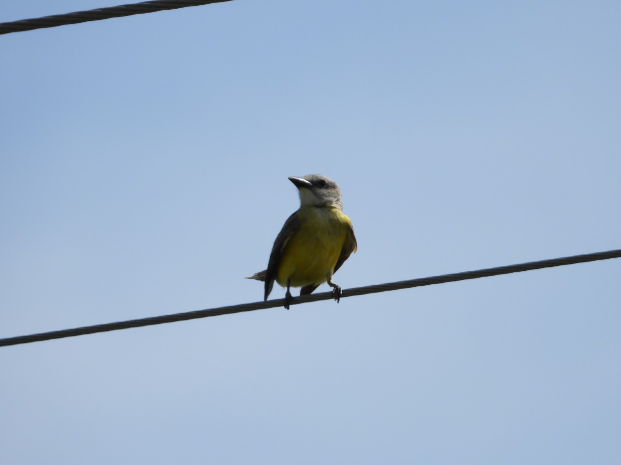 Couch’s Kingbird Gallery McCuration