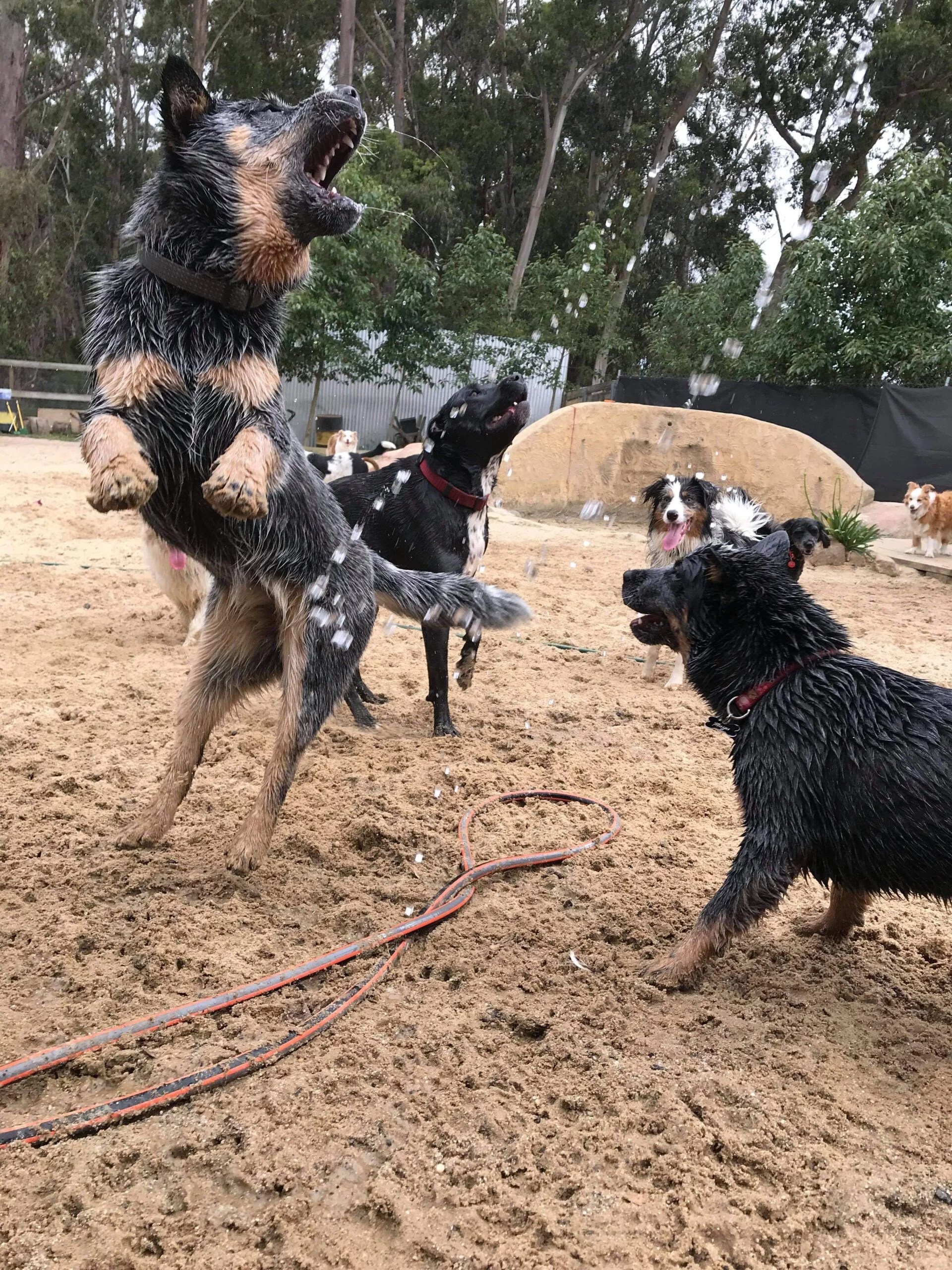 Hobart's 1 dog boarding resort. Fun, social & safe