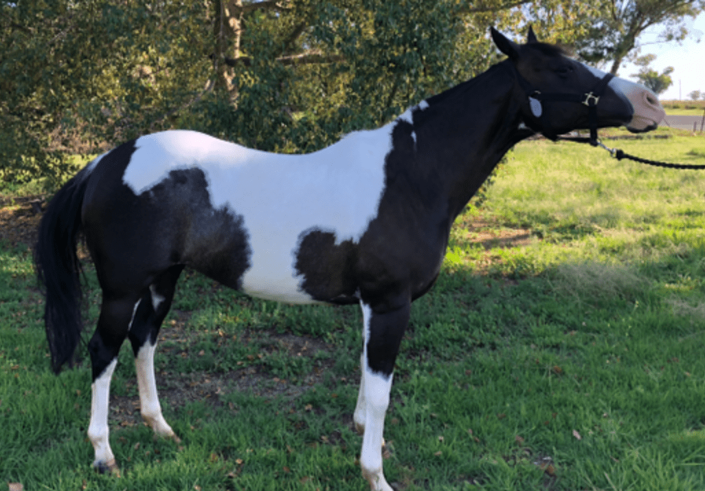 Horse with sensitive hooves, thin soles and deep digital tendon tension