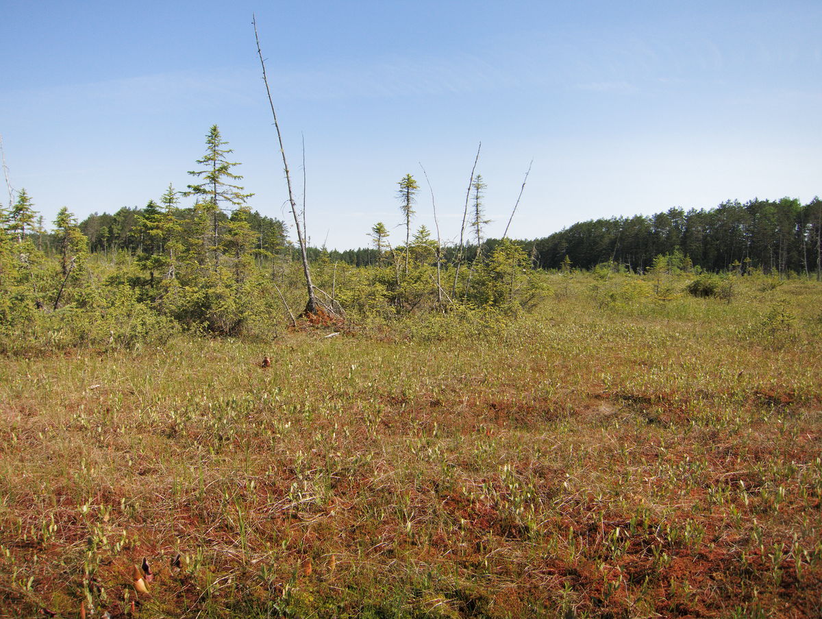 Kettle Bog along the Brent Road