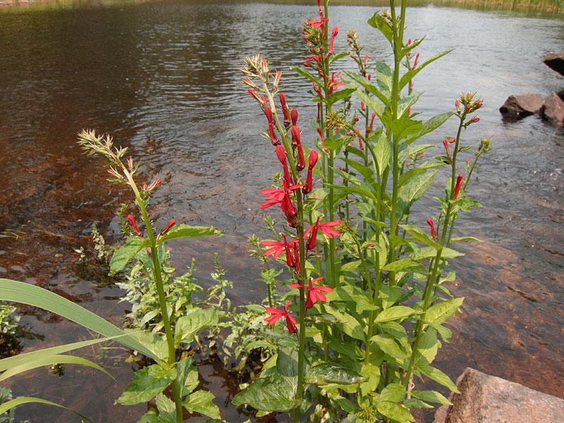Cardinal Flowers