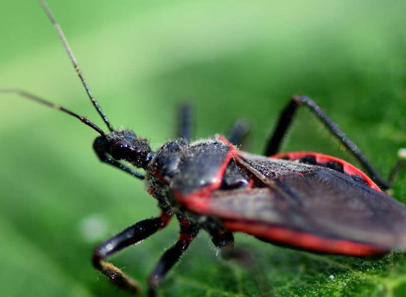 The Kissing Bug Not So Innocent McFadden Pest Control