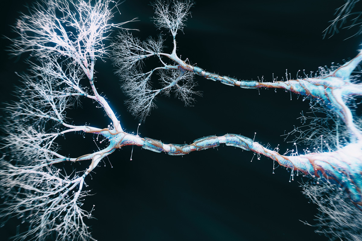 Dendrites may help neurons perform complicated calculations MIT McGovern Institute