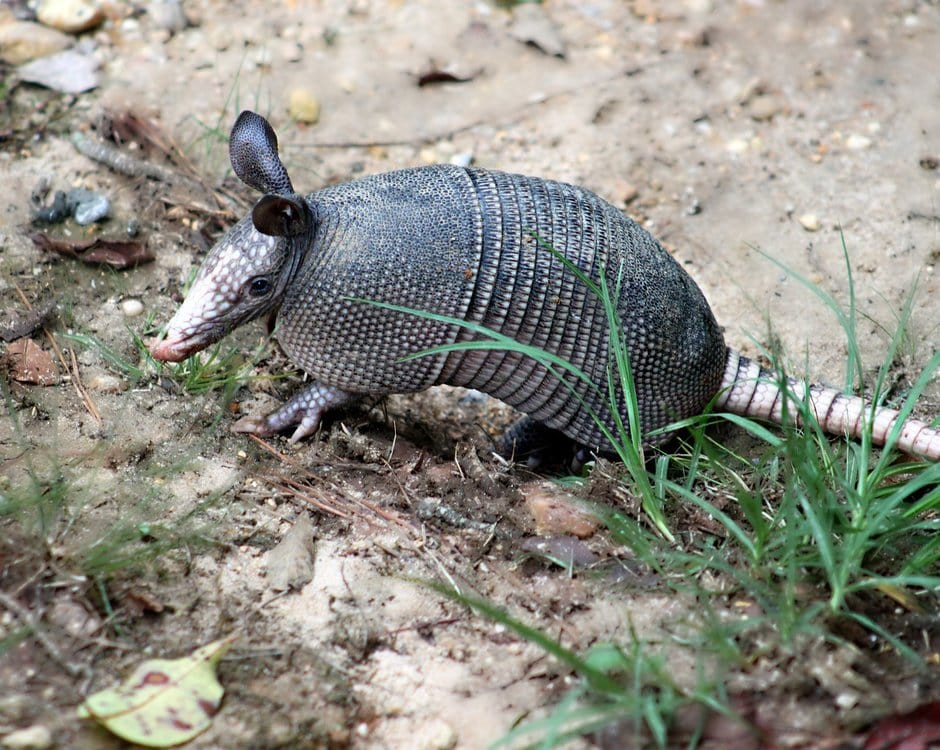 Armadillo Removal & Control McGrath Pest Control