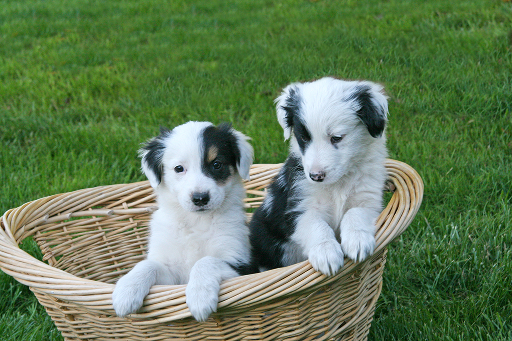 56 Best Images Border Collie Puppies Portland Oregon Sway Border