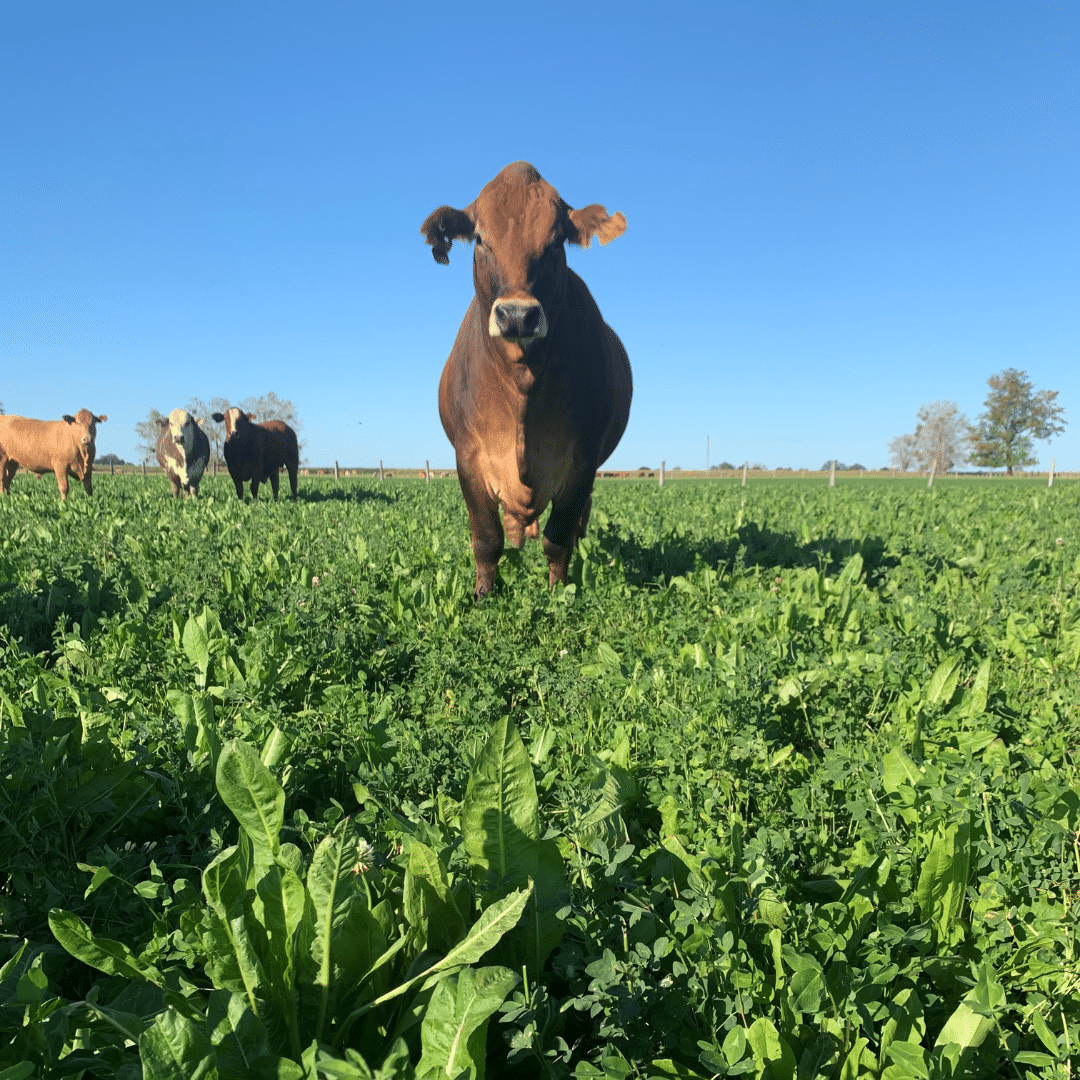 Livestock McGregor Gourlay