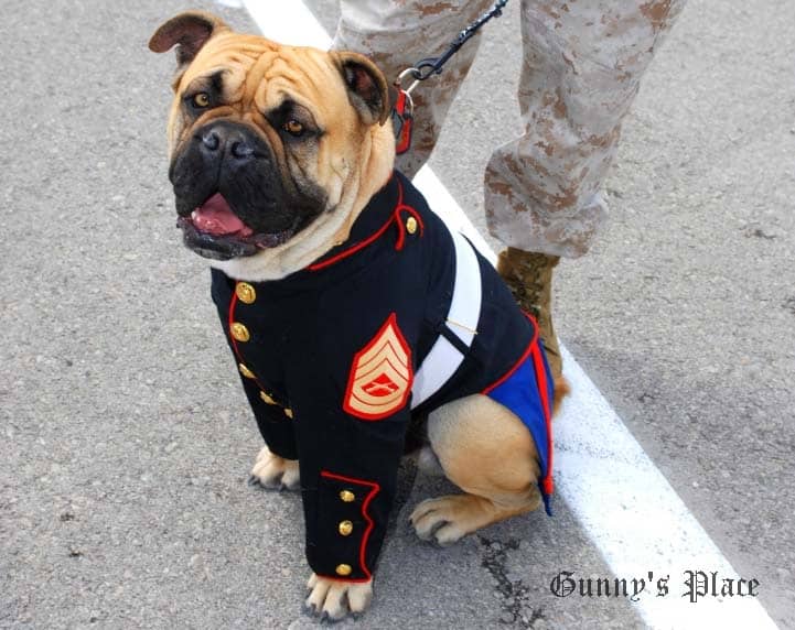 Custom Marine Corps Uniforms for Canines McGrew Studios