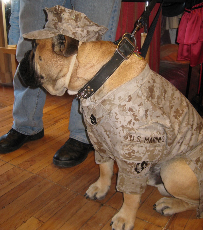 Custom Marine Corps Uniforms for Canines McGrew Studios