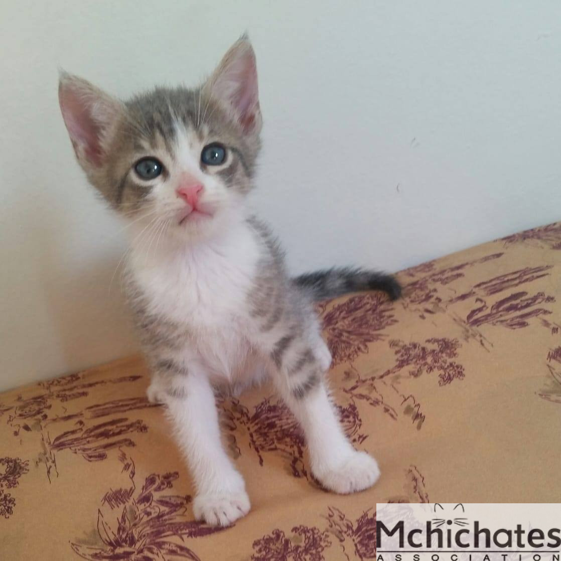 Tom de Rabat Mchichates association marocaine pour la