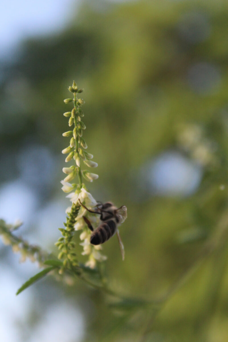 nature photography