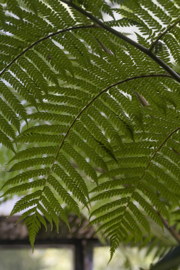 Botanic Garden Cracow