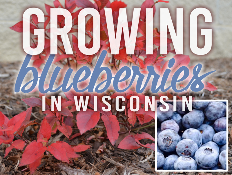 McKay Green Tips Growing Blueberries in Wisconsin