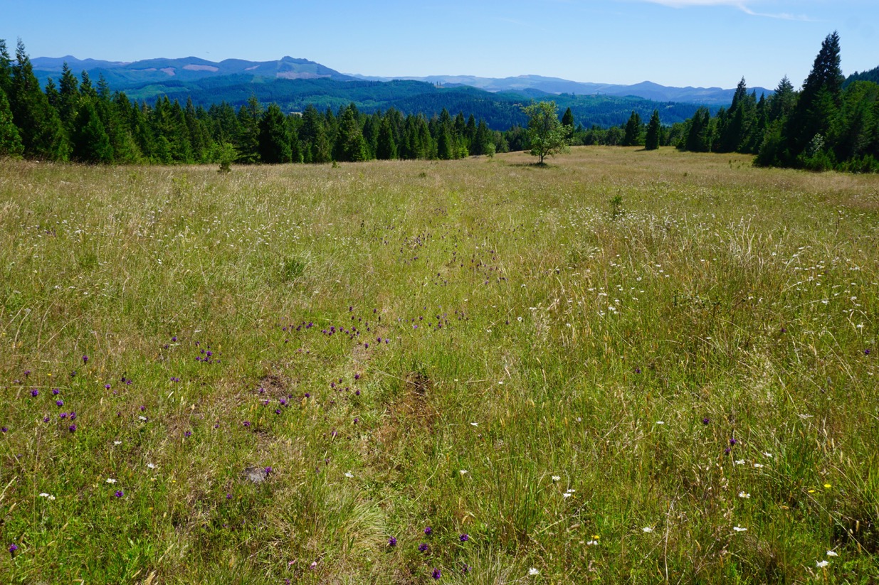 Cerro Gordo Protected McKenzie River Trust Protecting Lands in