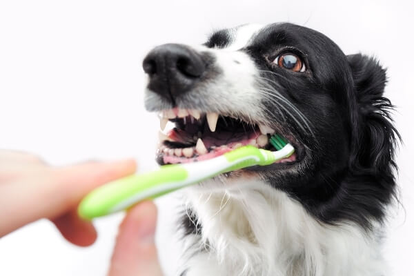 Veterinary Services in Sand Springs, OK McKinney Animal Hospital