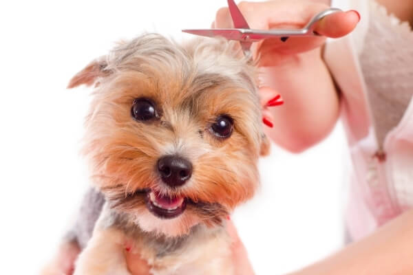 Pet Grooming Sand Springs, OK 74063 McKinney Animal Hospital