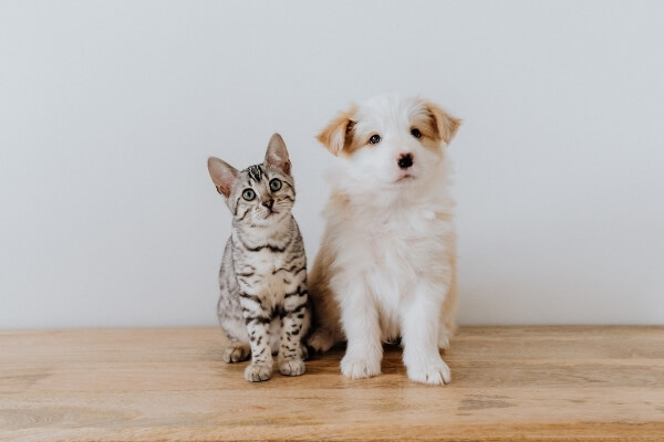 Sand Springs, OK Veterinary Retail Store McKinney Animal Hospital