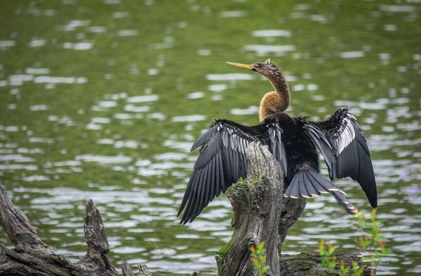 Savannah National Wildlife Refuge