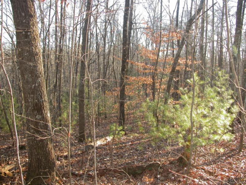 Tanglewood Dr. 32 A McNabb Properties