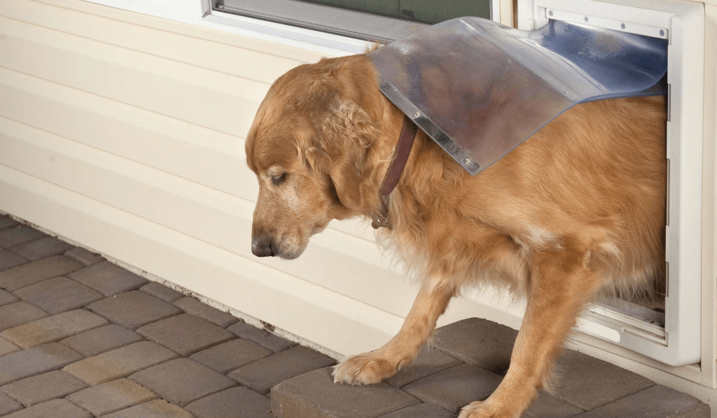 Train Your Pup Walk Through the Dog Door in 3 Simple Steps