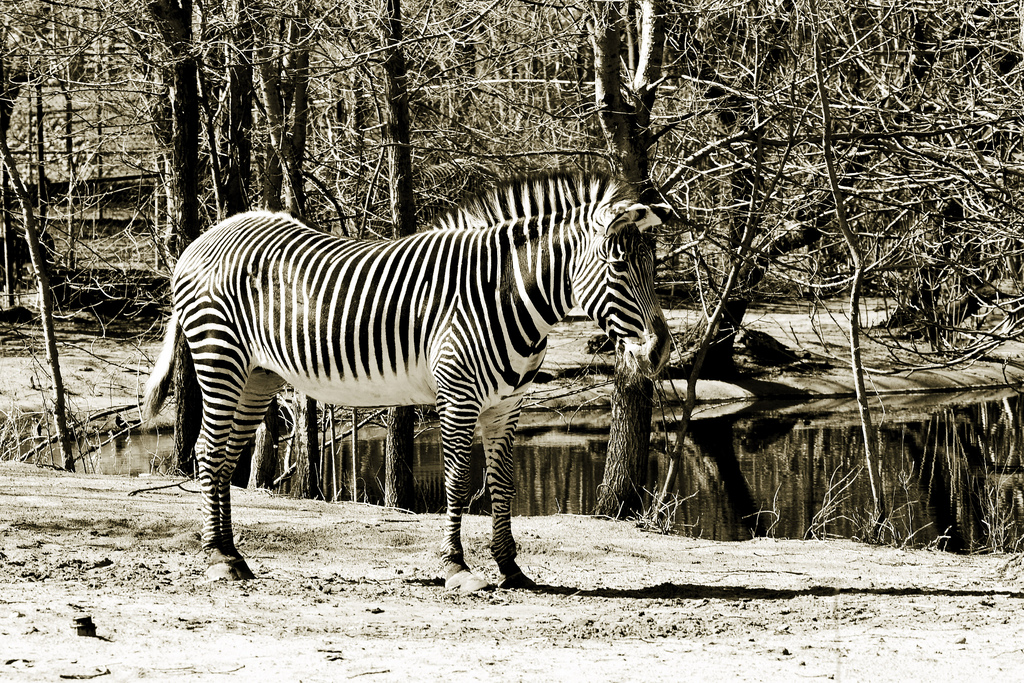 Best zebra presets fivebda