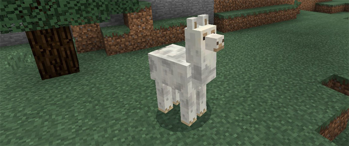 Llama Addon Minecraft PE Mods & Addons