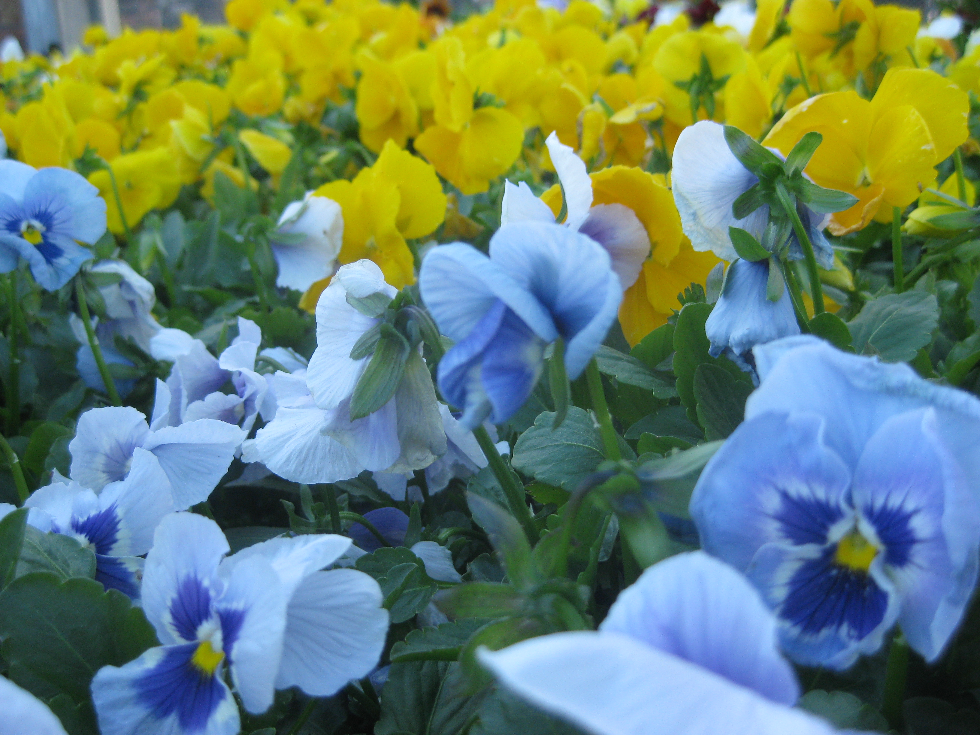 Seasonal Color Plants McPlants