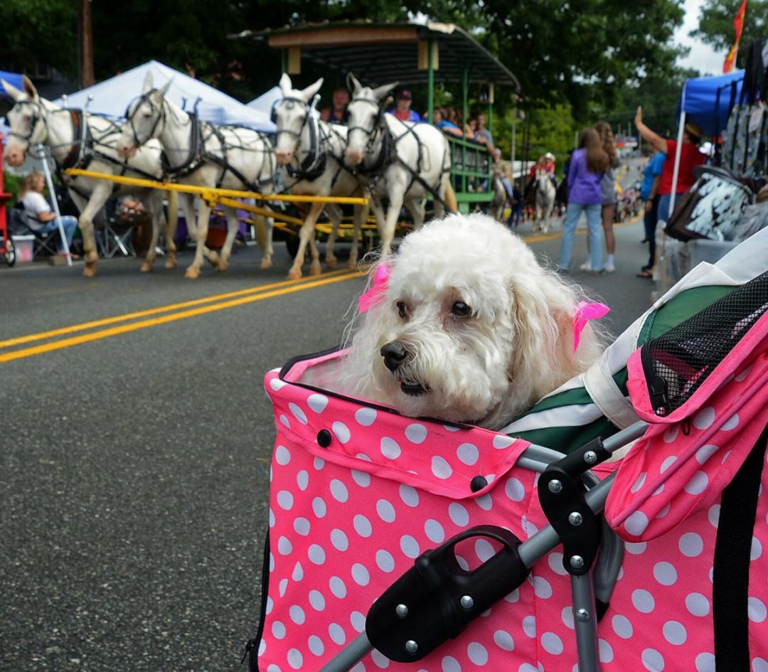 AUGUST 7TH, 2021. FARMERS’ DAY, ROBBINS, NC. Moore County Citizens' Pet Responsibility