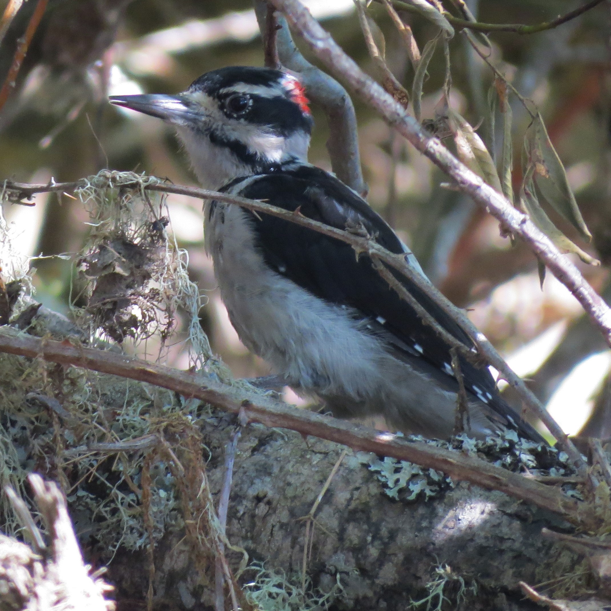 Many Woodpeckers and Some Fall Color MCRCD