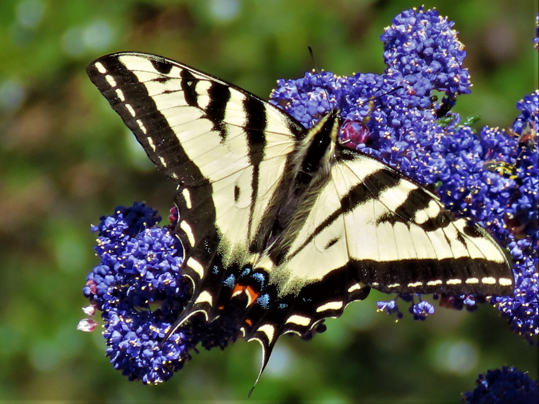 The Elegant Swallowtails MCRCD