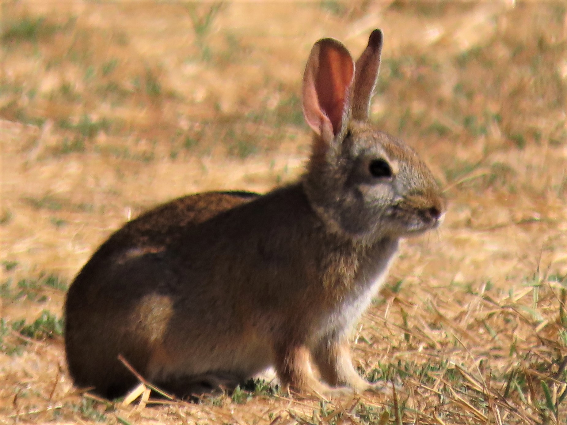 So Many Brush Bunnies! MCRCD