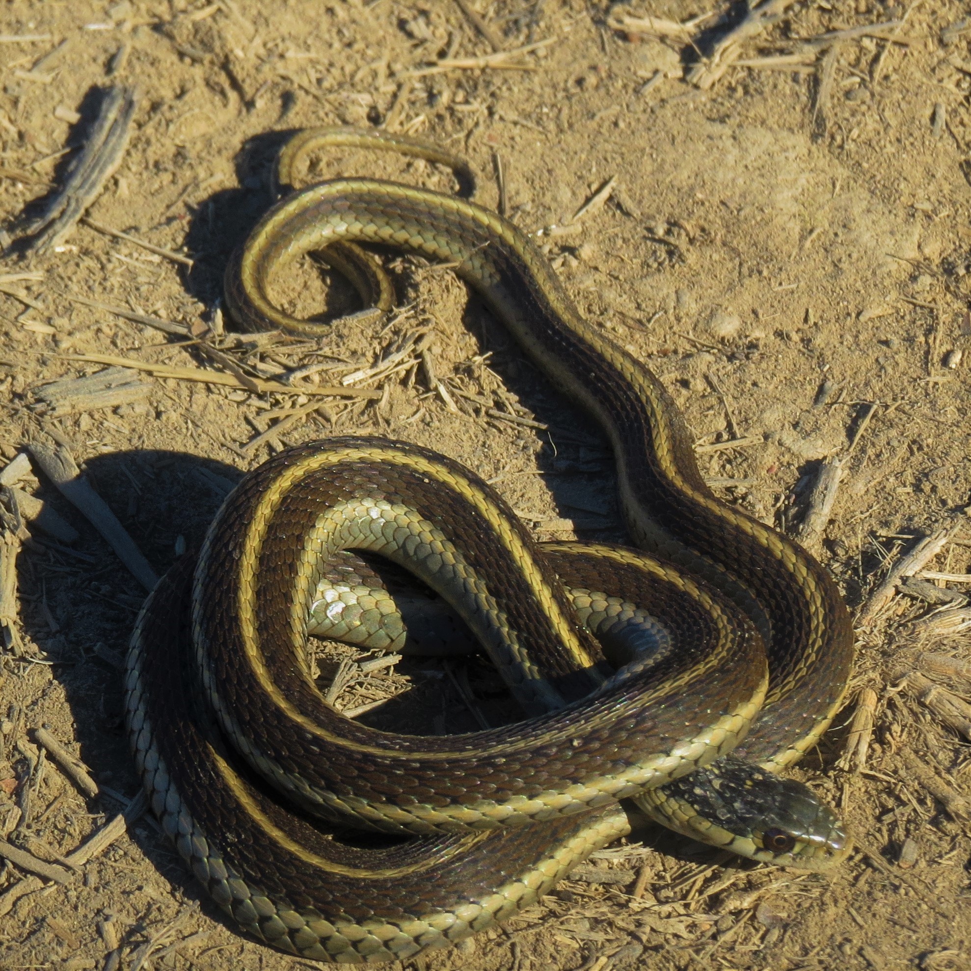 Three Species of Snakes in the Valley MCRCD