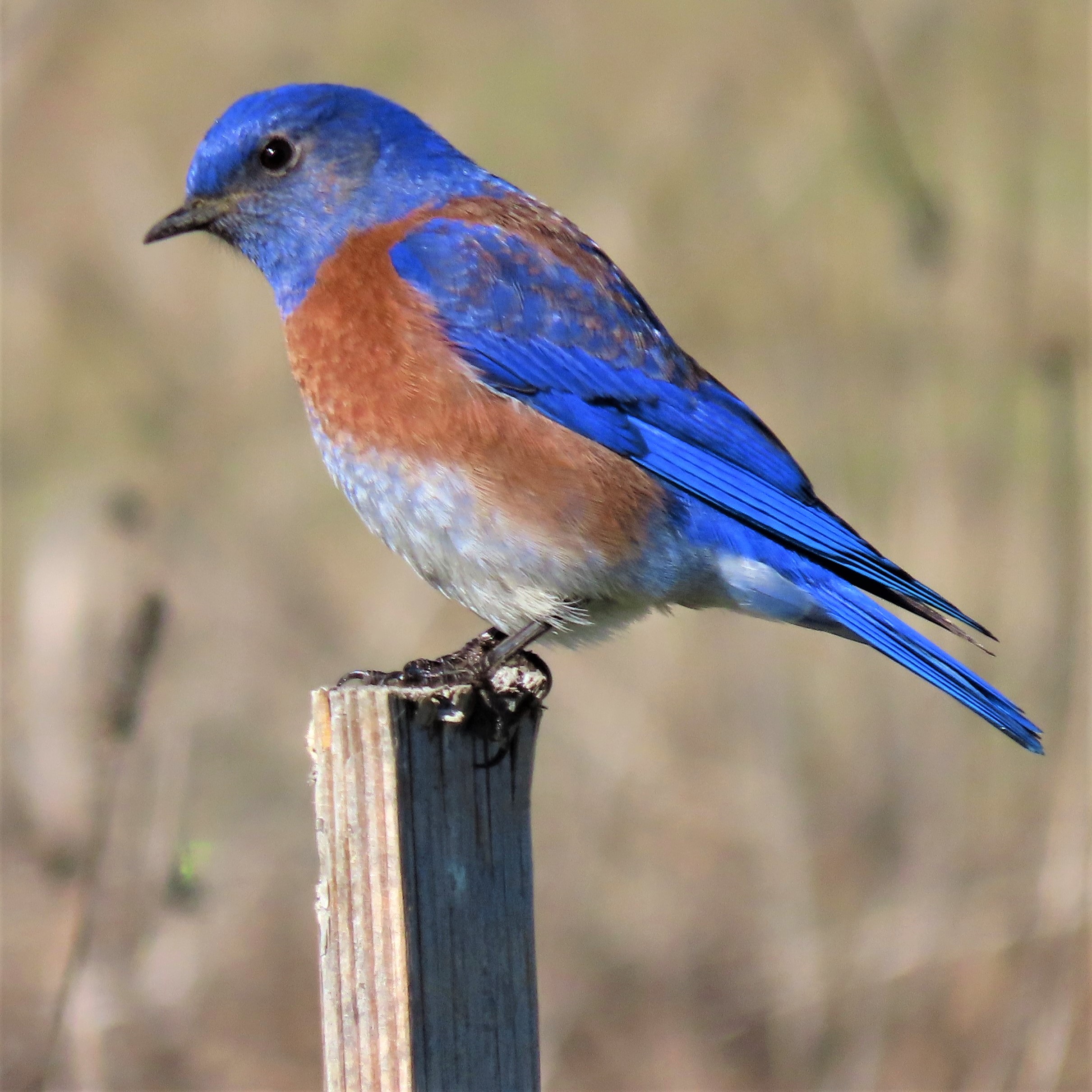 Wildlife Friendly Escape Ramps MCRCD