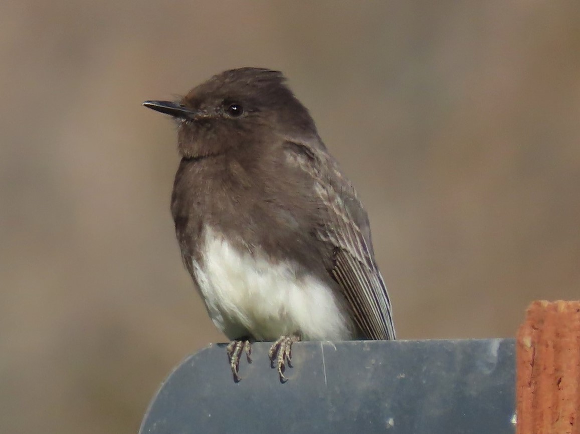 Wildlife Friendly Escape Ramps MCRCD