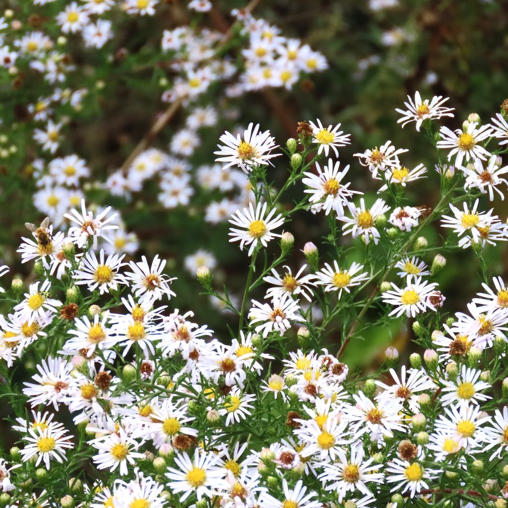 Fall Flowers and Butterflies MCRCD
