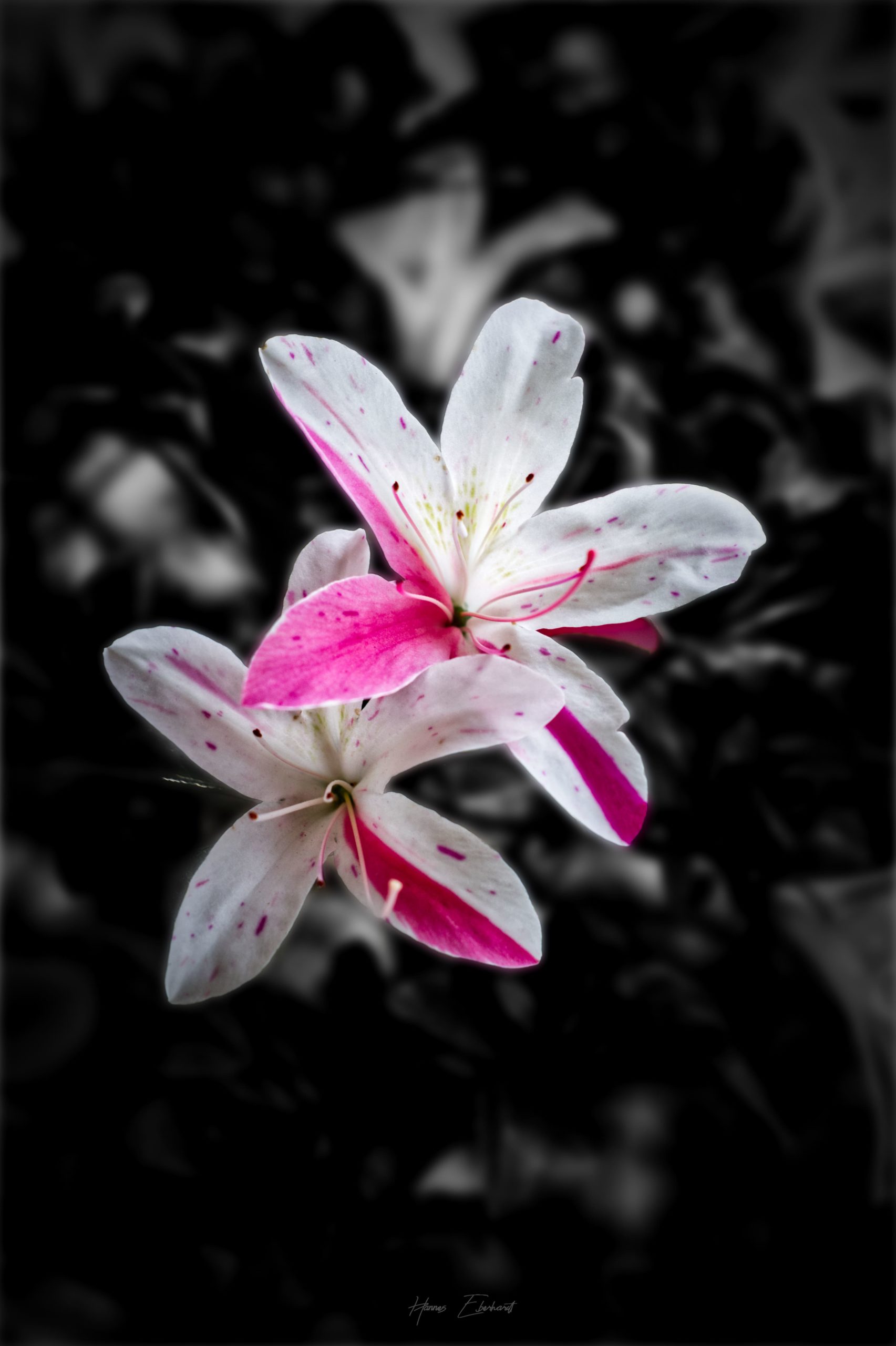 Affinity Photo - mit Masken und Filtern arbeiten