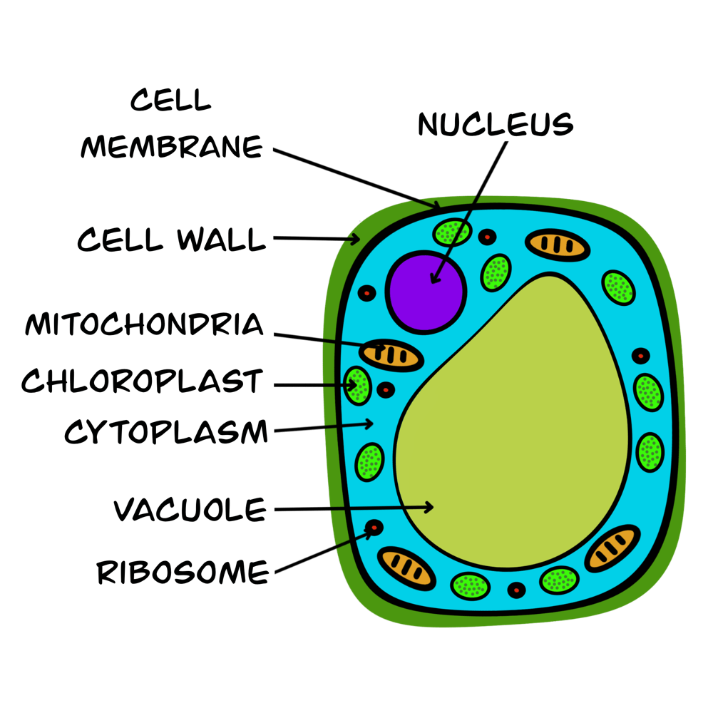 Living Organisms McScience KS3