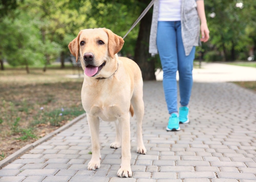 The structured walk MCS Dog Training