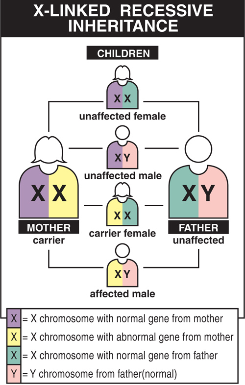 Can A Recessive Trait Be On The Y Chromosome 6.12 Sex chromosomes