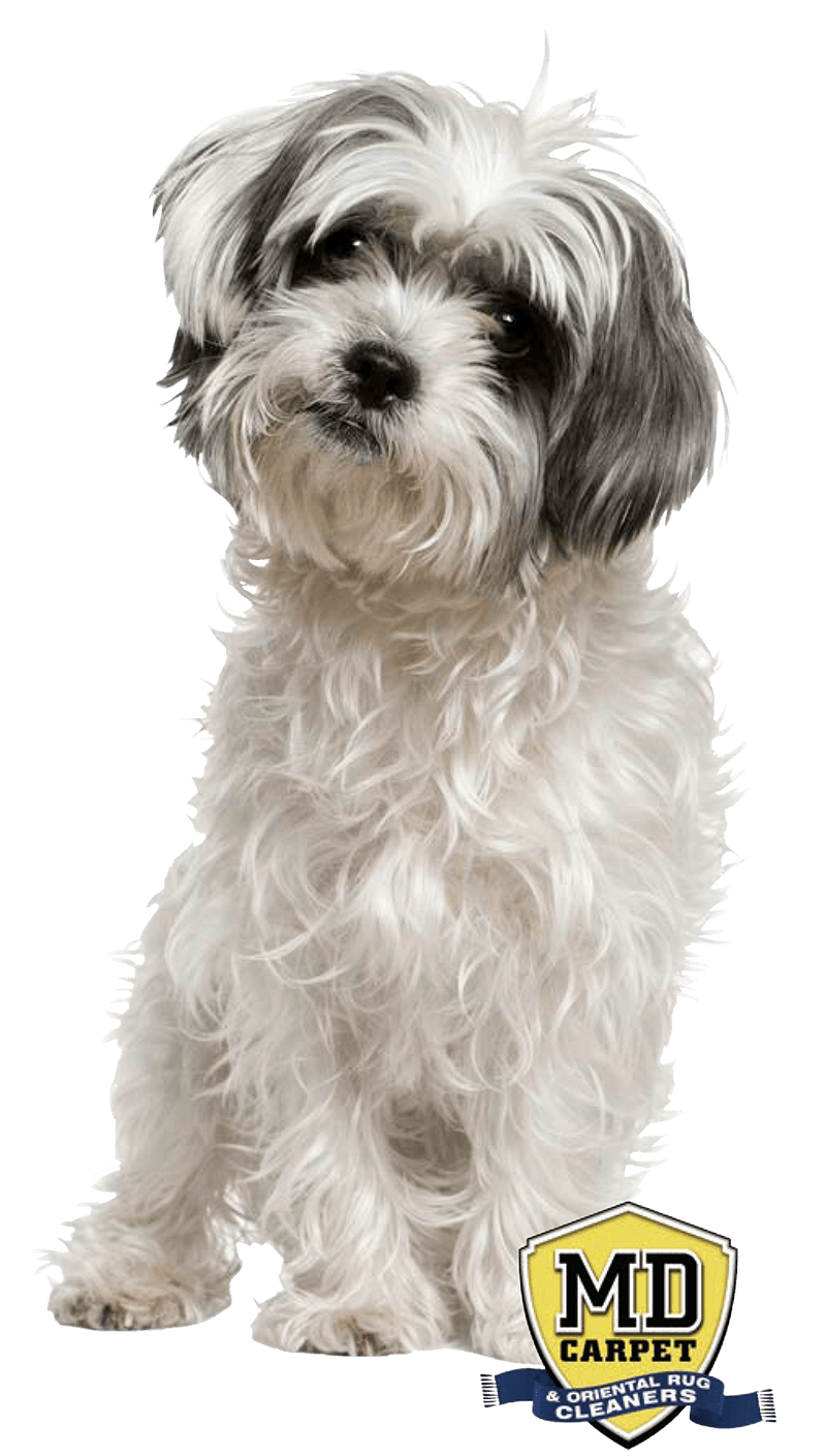 Area Rug Cleaning Mentor Ohio MD Carpet & Oriental Rugs