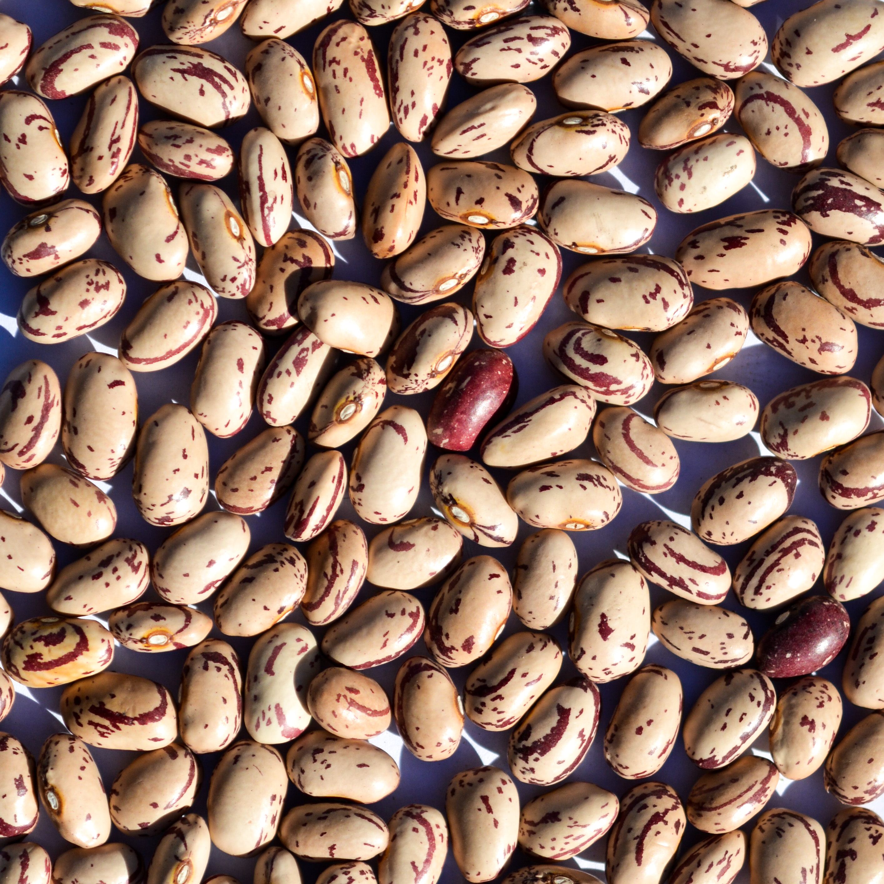 Cranberry Beans MDECA