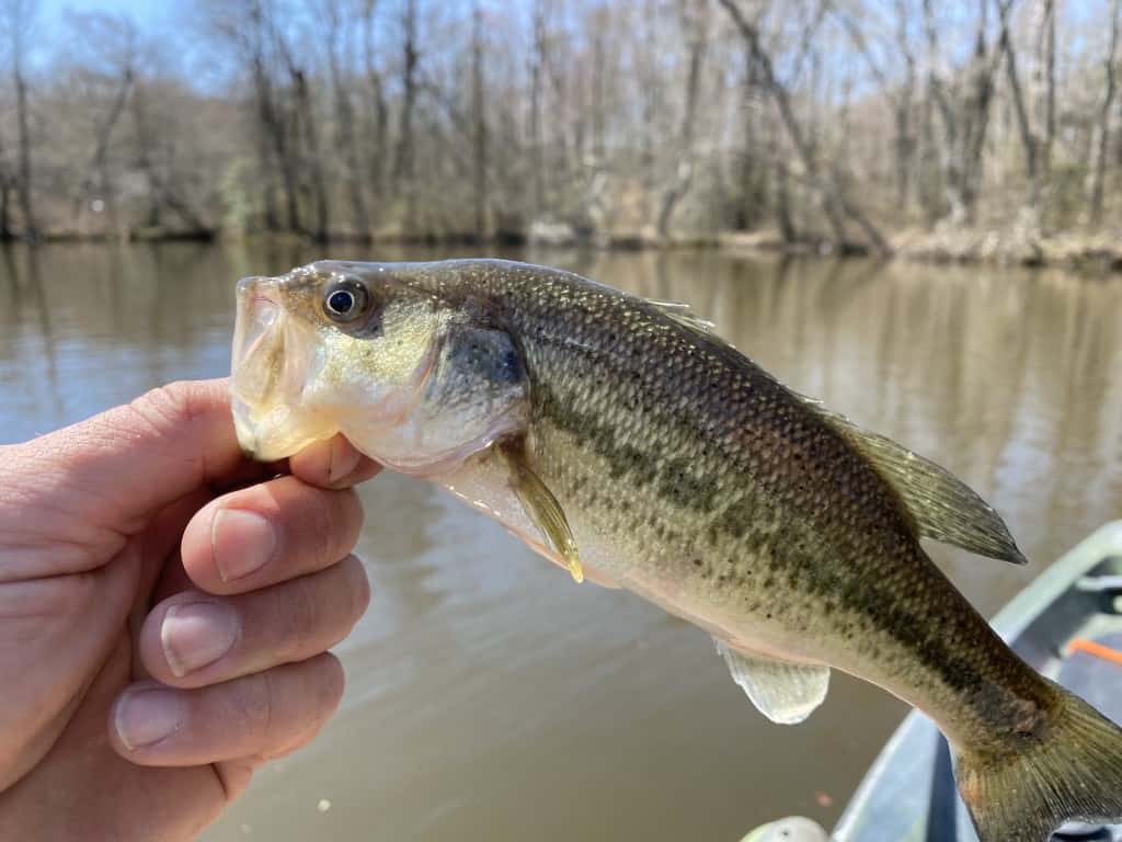 Southern Maryland Pond Fishing for Largemouth Maryland Kayak Outfitters