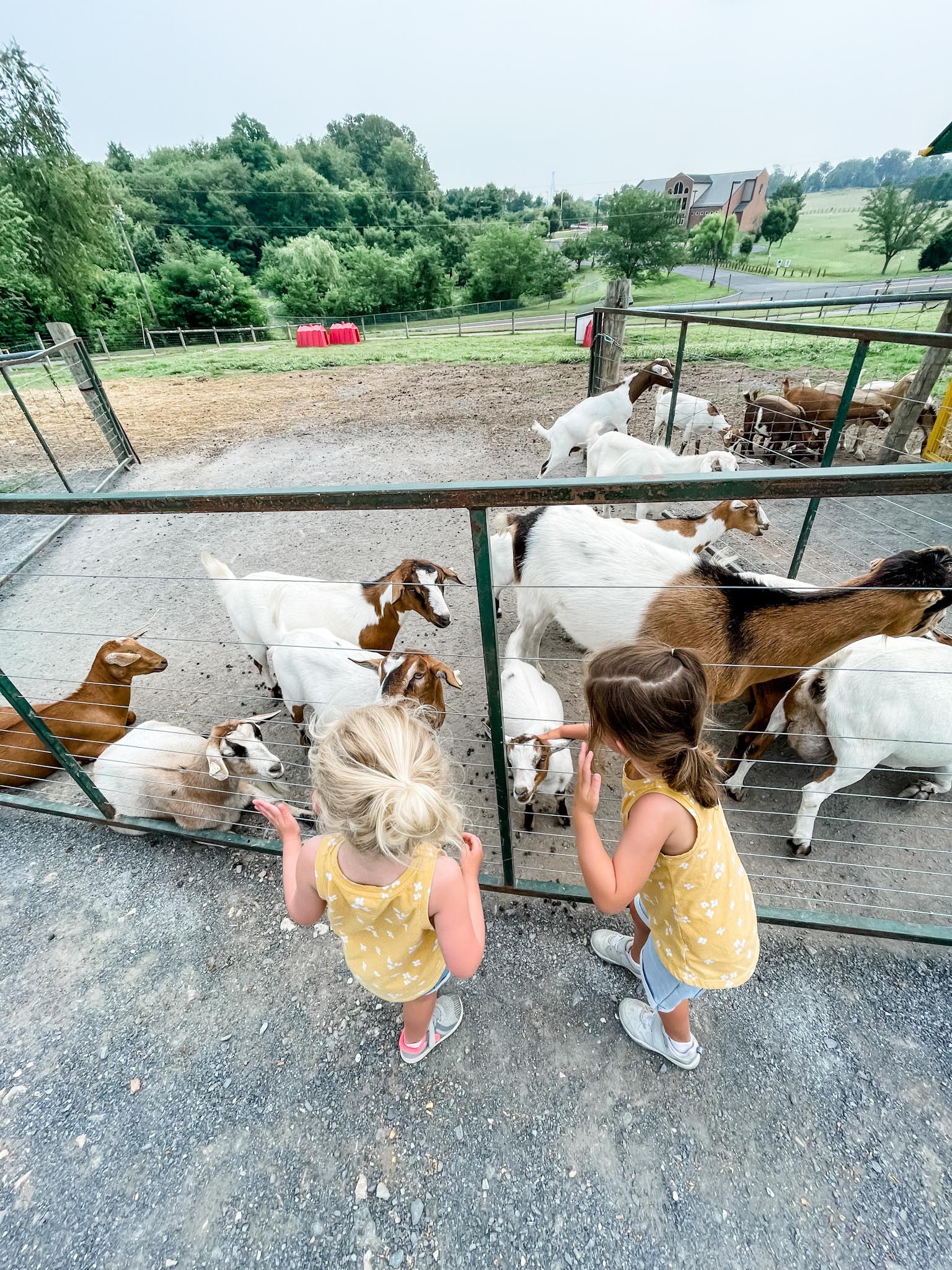 Green Meadows Petting Farm Maryland Kid Adventures