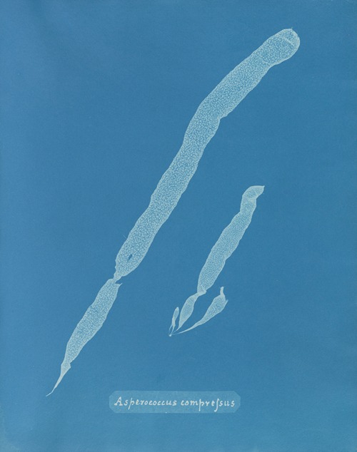 Photographs of British Algae Cyanotype impressions Artvee