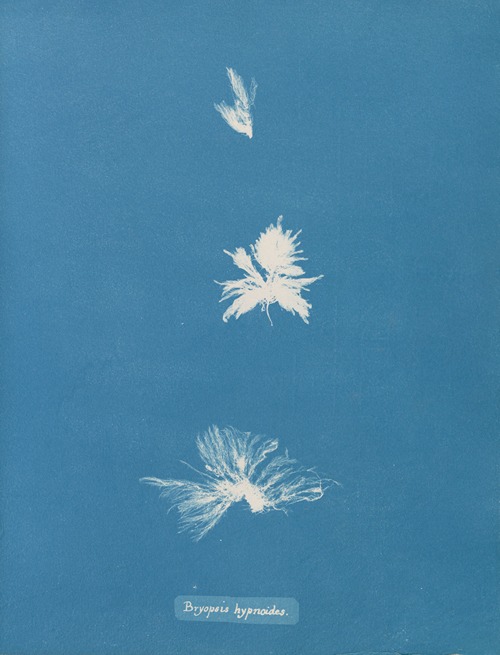 Photographs of British Algae Cyanotype impressions Artvee