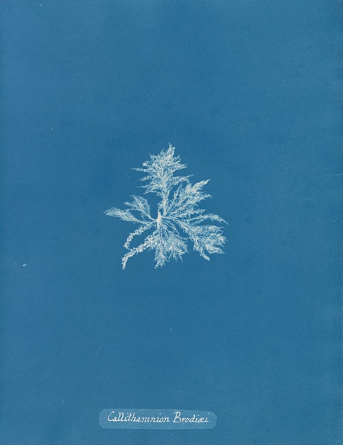 Photographs of British Algae Cyanotype impressions Artvee